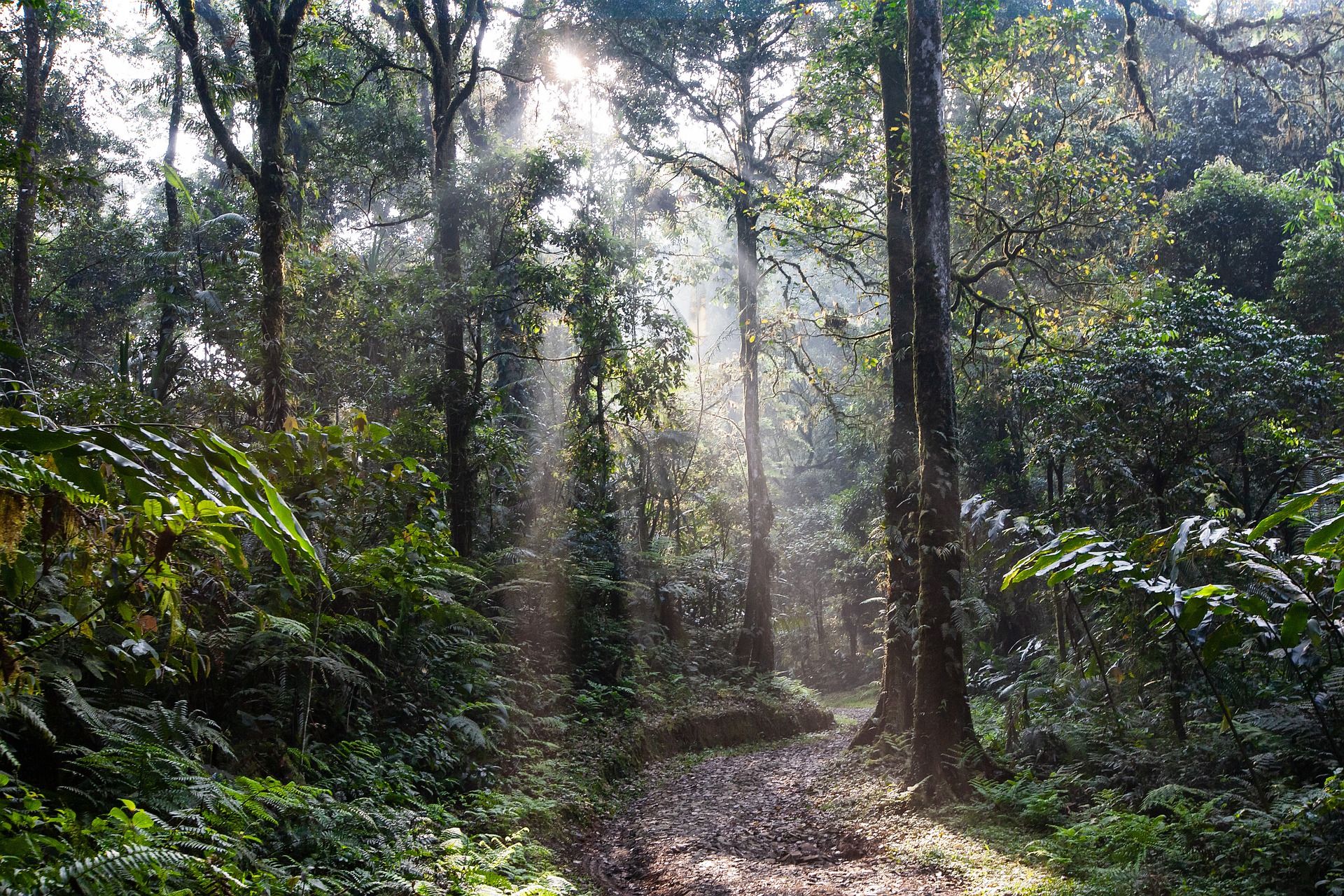 foresta pluviale.jpg